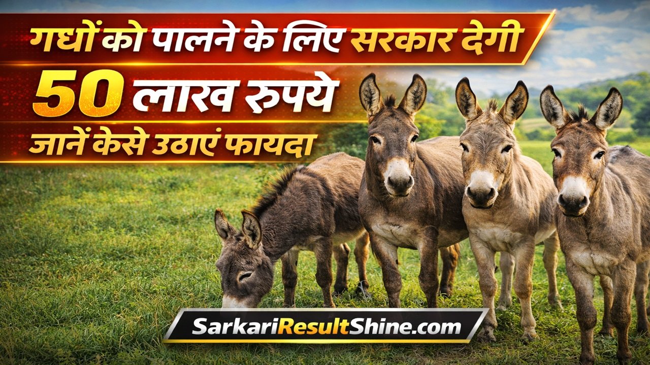 गधों को पालने के लिए सरकार देगी 50 लाख रुपये, जानें कैसे उठाएं फायदा